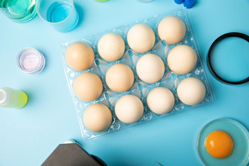 新鮮無菌蛋食品安全農業科技食品培育攝影圖 插畫 下載至來源處